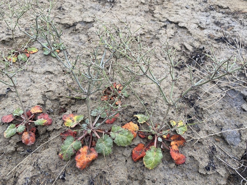 Westwater Buckwheat photo 2