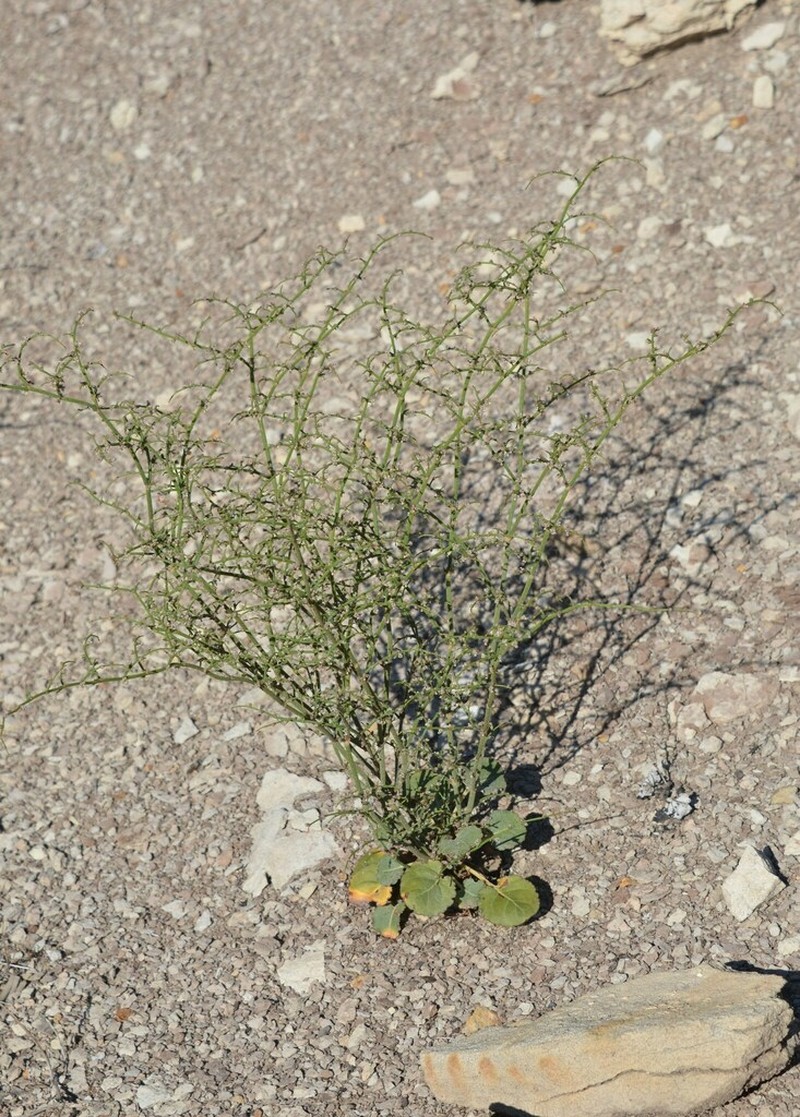Westwater Buckwheat photo 3