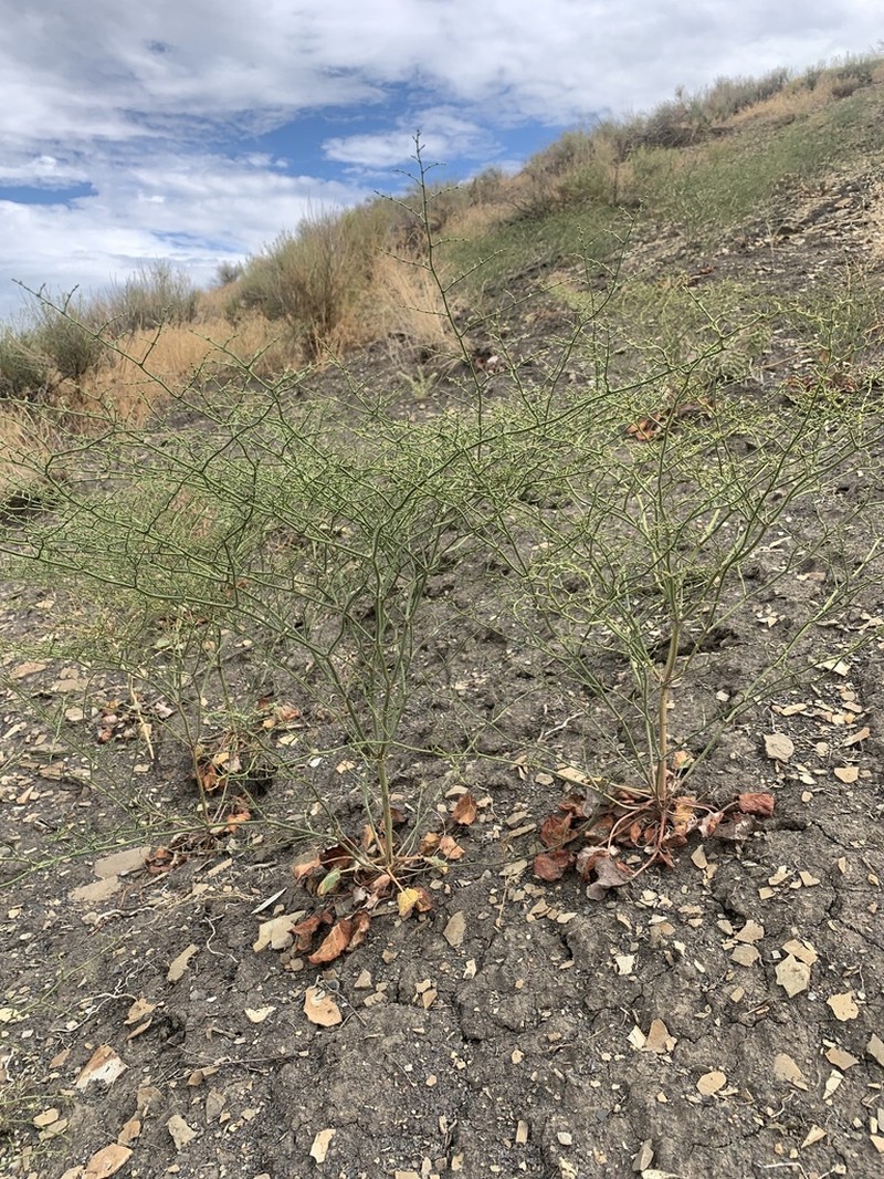Westwater Buckwheat photo 4