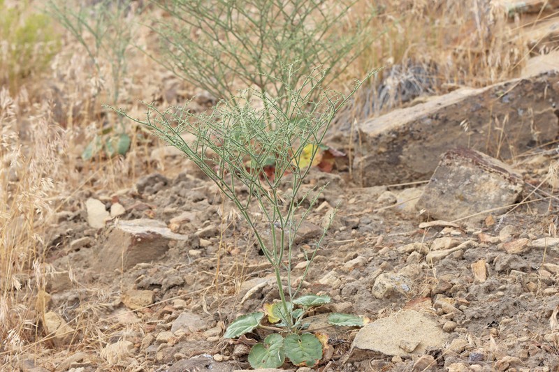 Westwater Buckwheat photo 5