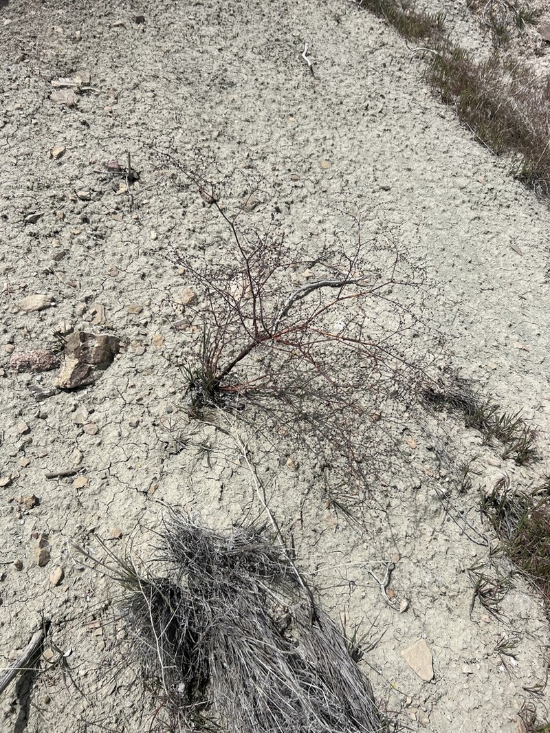 Westwater Buckwheat photo 6