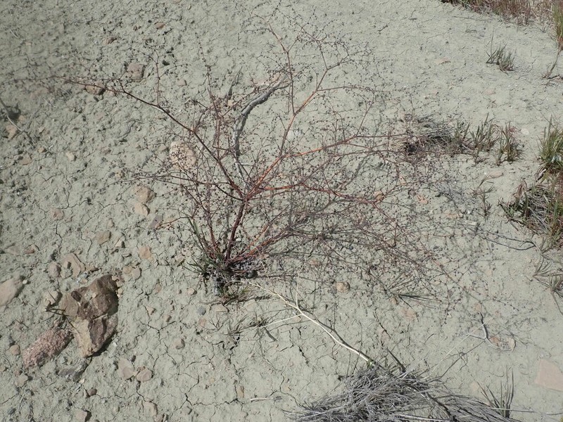Westwater Buckwheat photo 7