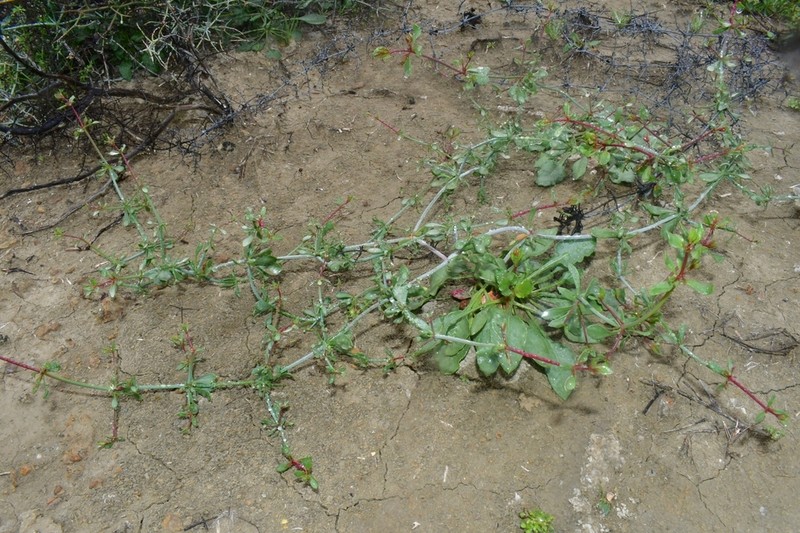 Eriogonum scalare