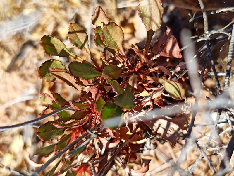Eriogonum scalare photo 2