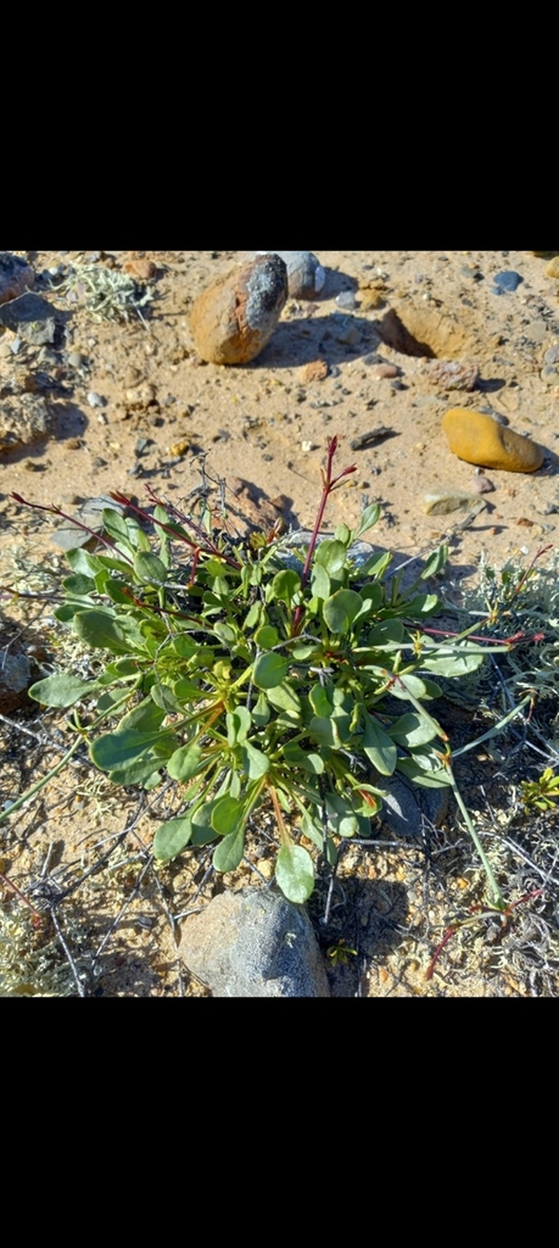 Eriogonum scalare photo 3