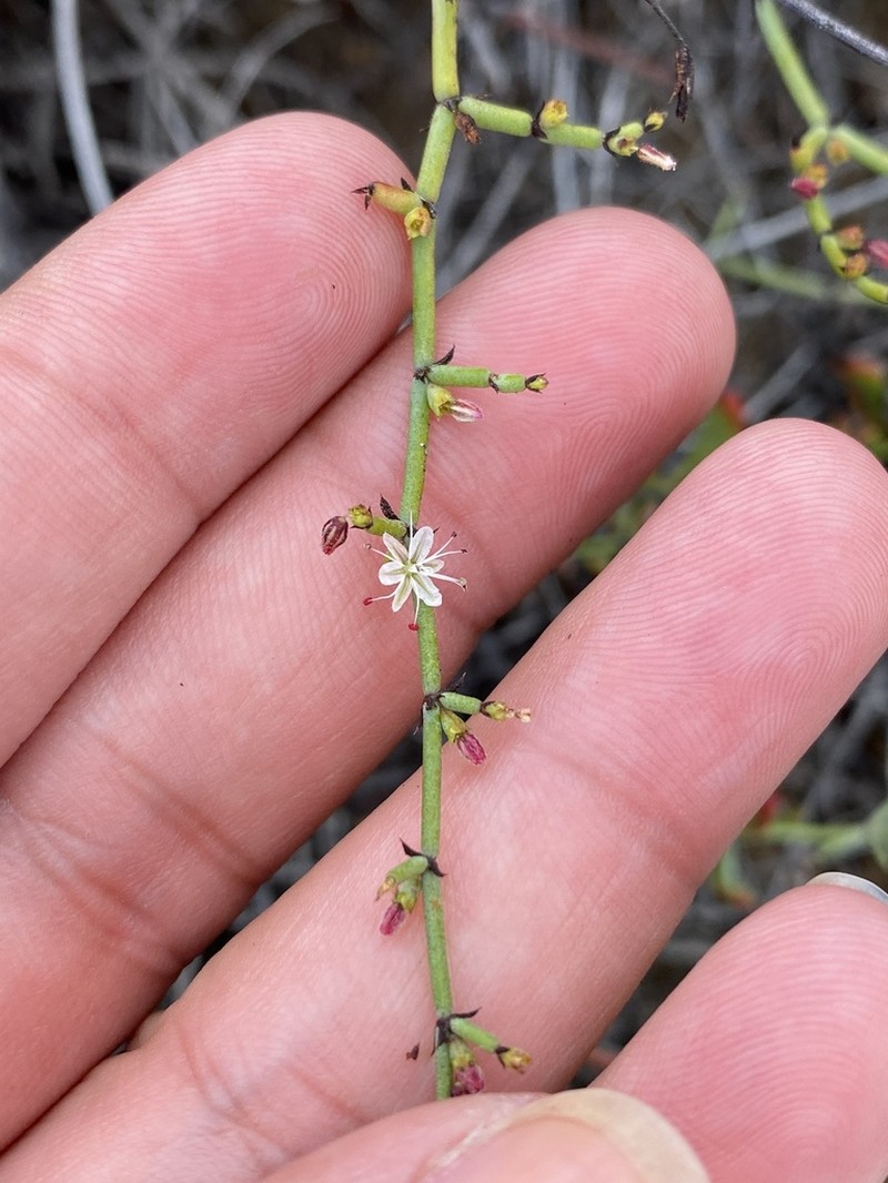 Eriogonum scalare photo 4
