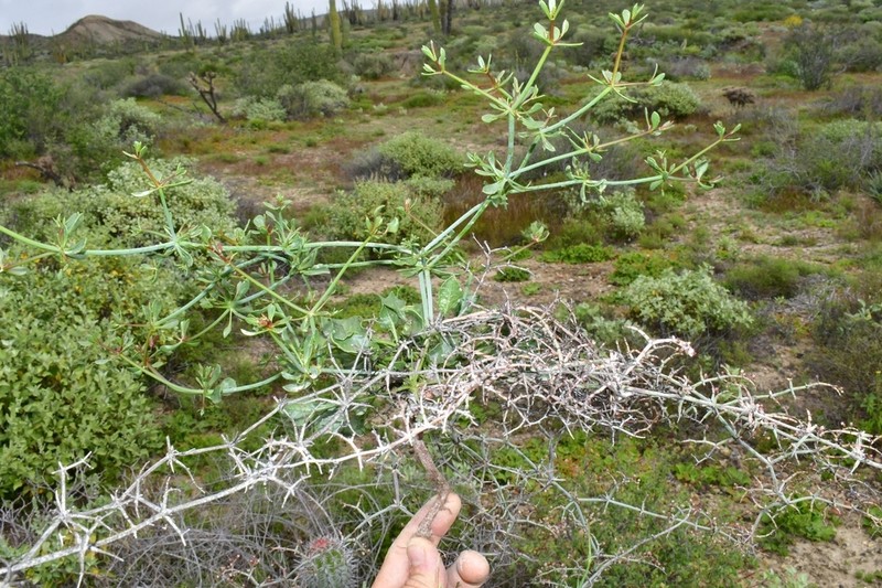 Eriogonum scalare photo 5