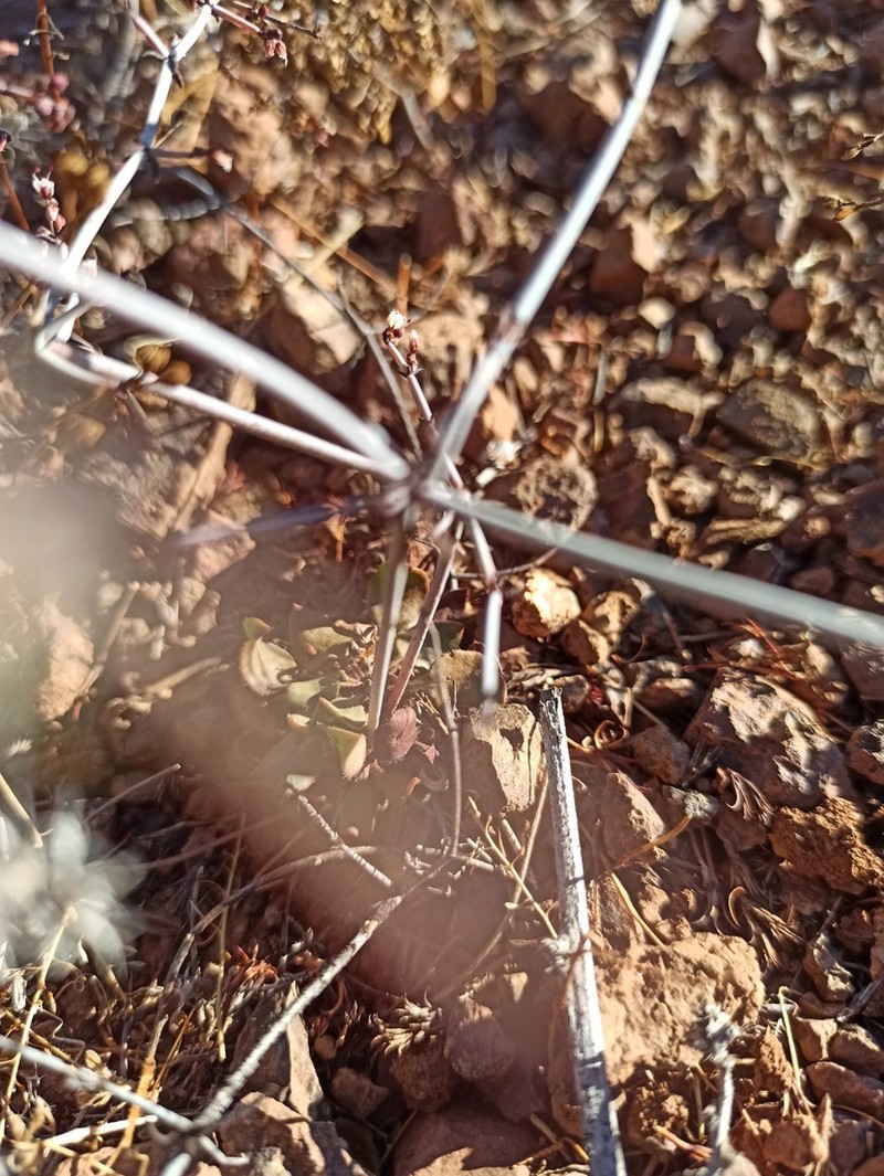 Eriogonum scalare photo 6