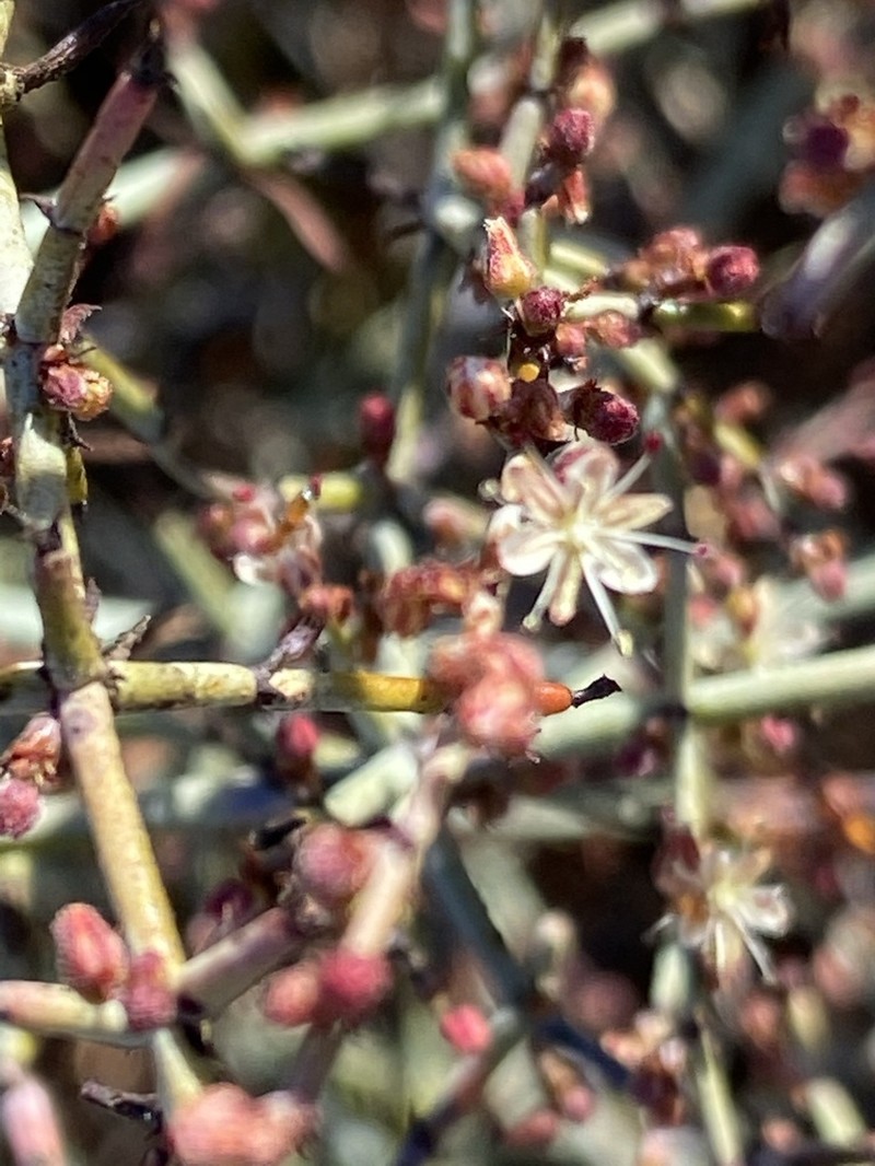 Eriogonum scalare photo 7