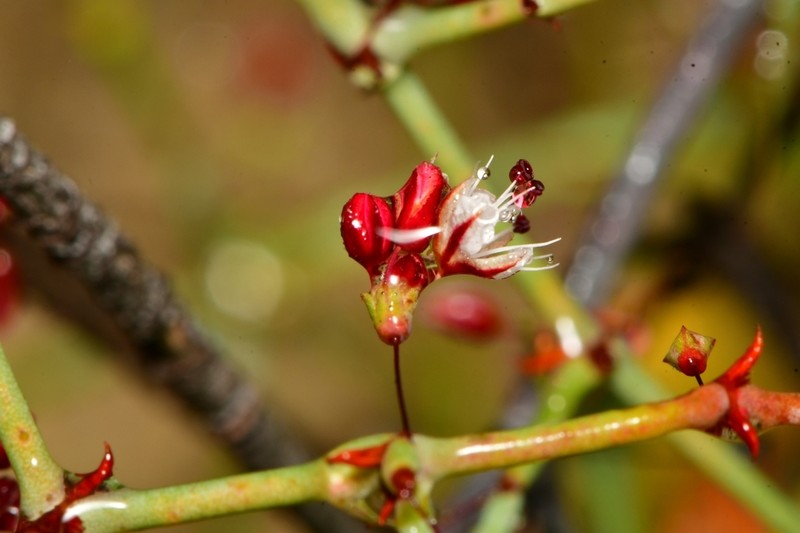 Eriogonum scalare photo 8