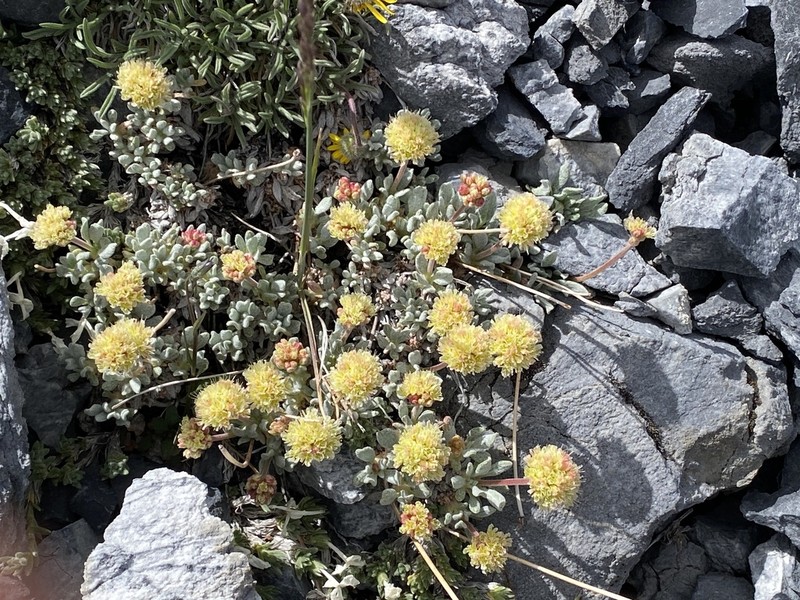 Cliff Buckwheat photo 2