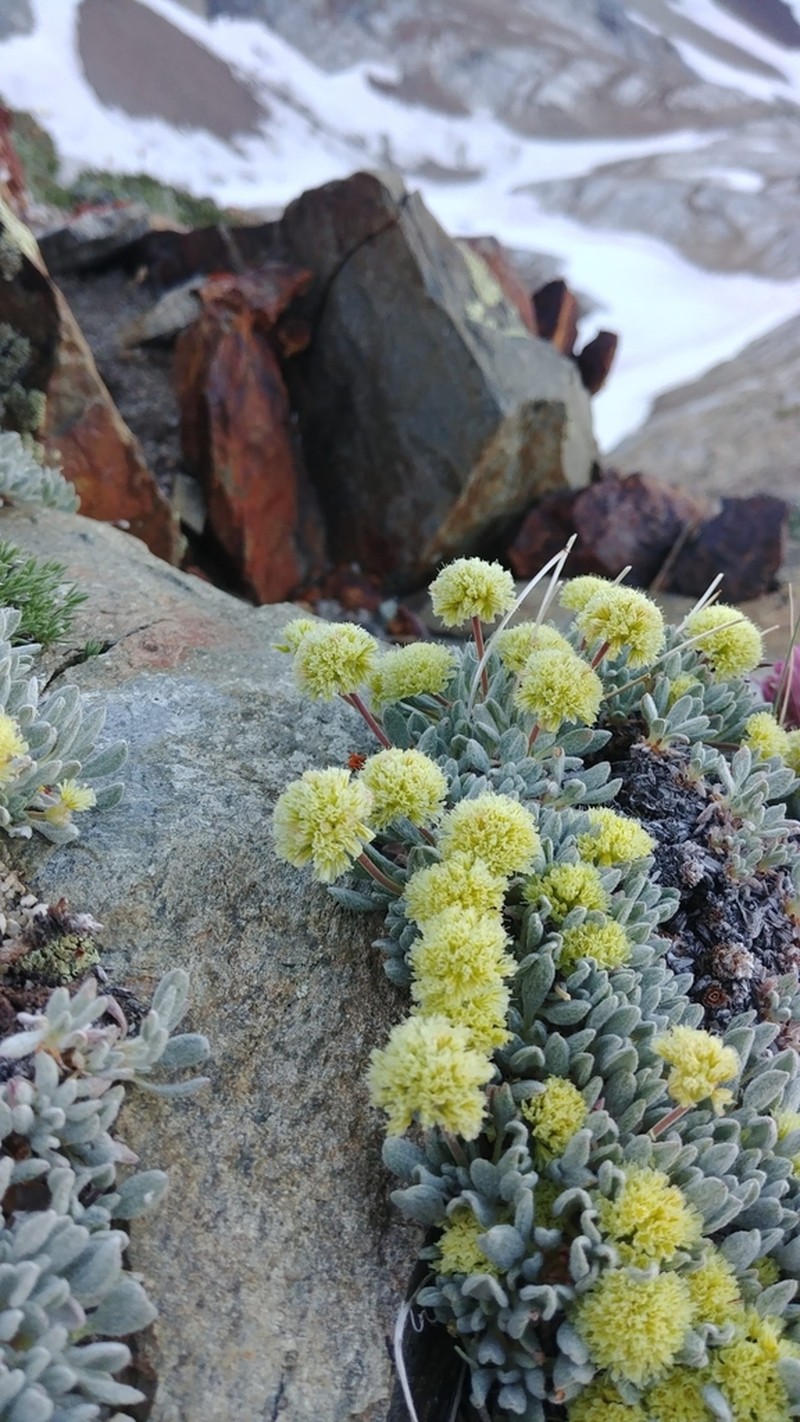 Cliff Buckwheat photo 3