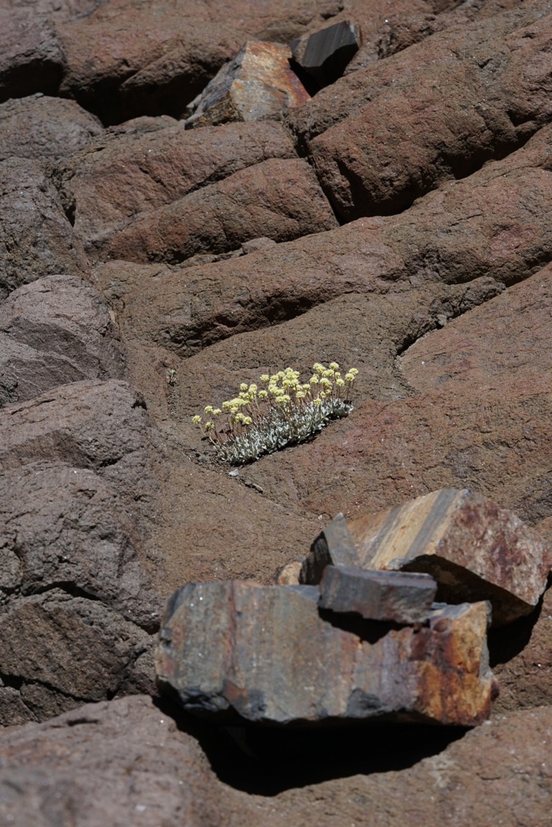 Cliff Buckwheat photo 4