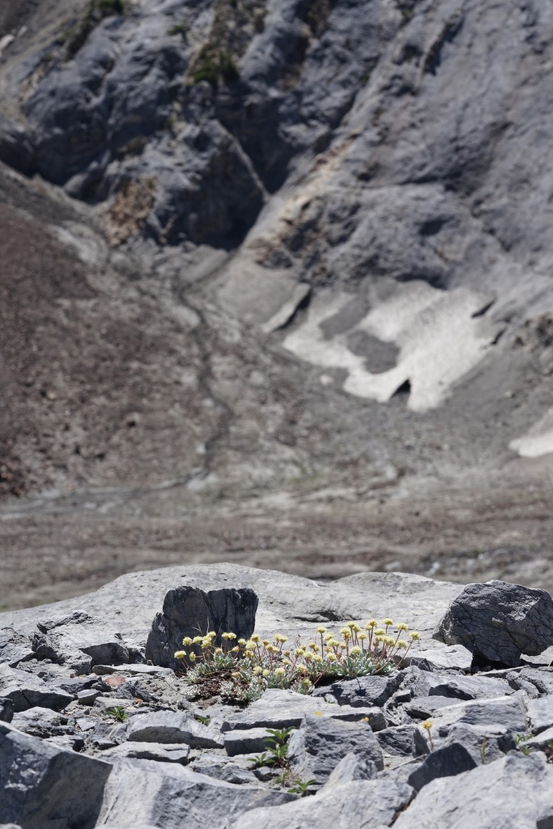 Cliff Buckwheat photo 5