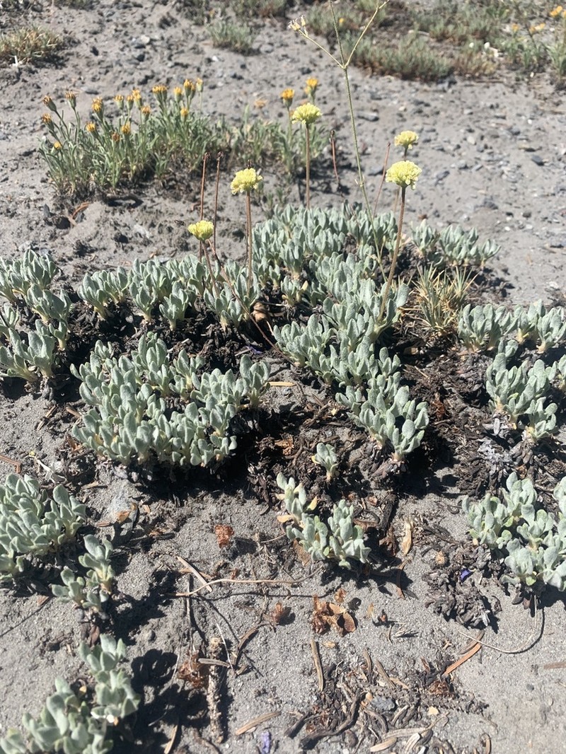 Cliff Buckwheat photo 6