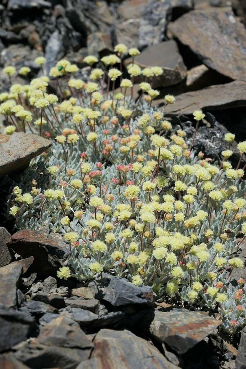 Cliff Buckwheat photo 7