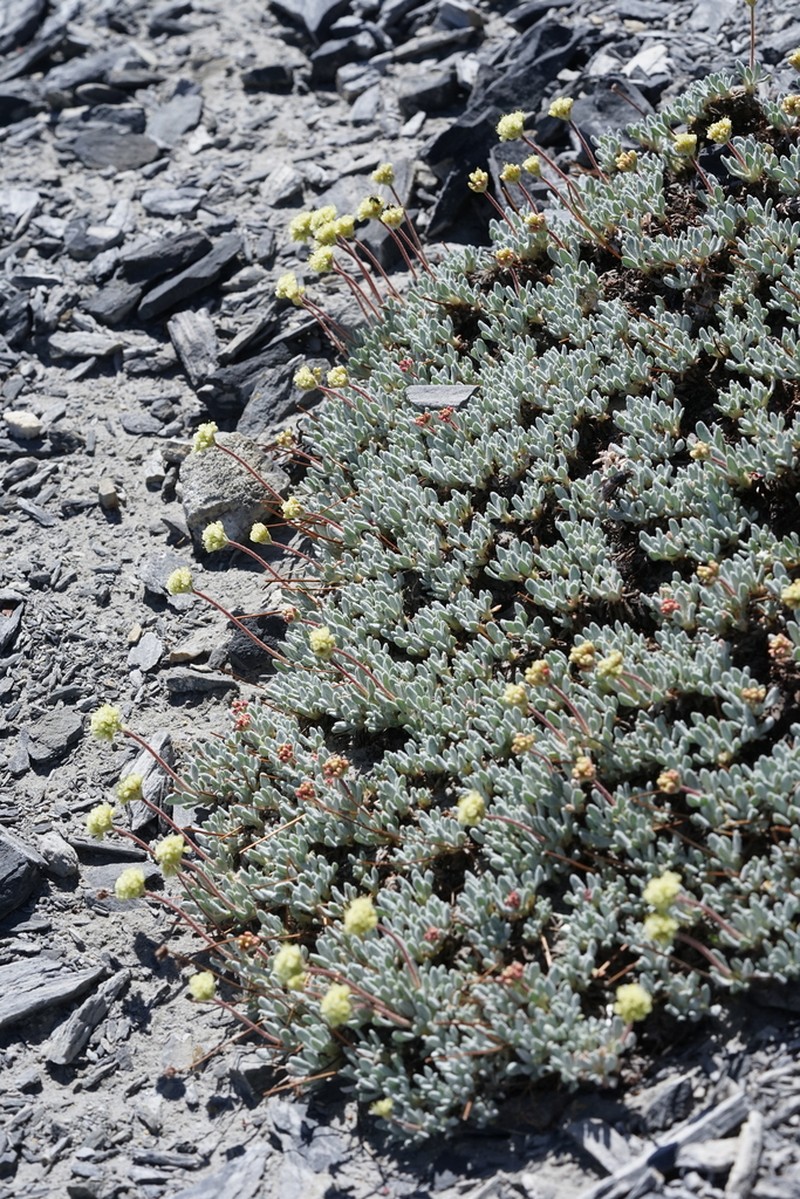 Cliff Buckwheat photo 8
