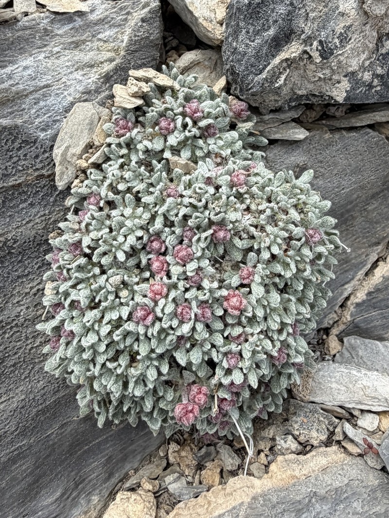 Shockley's Buckwheat
