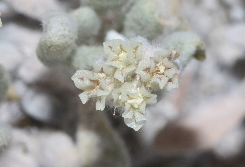 Shockley's Buckwheat photo 2