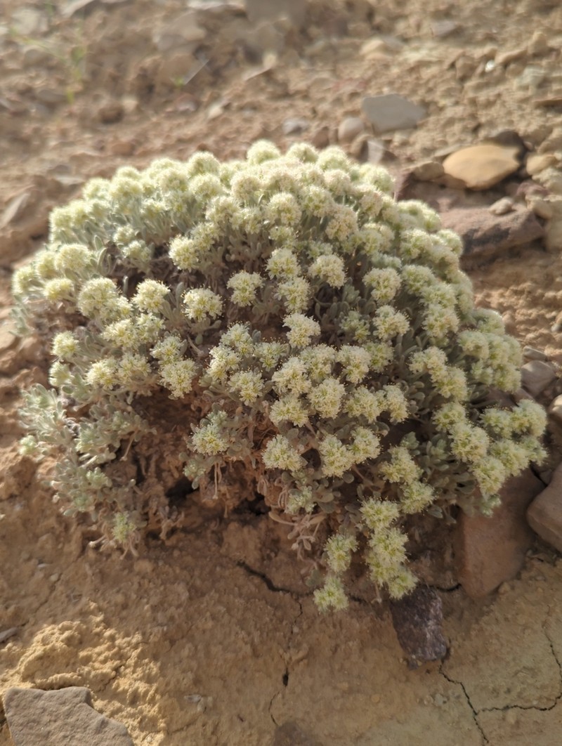 Shockley's Buckwheat photo 3