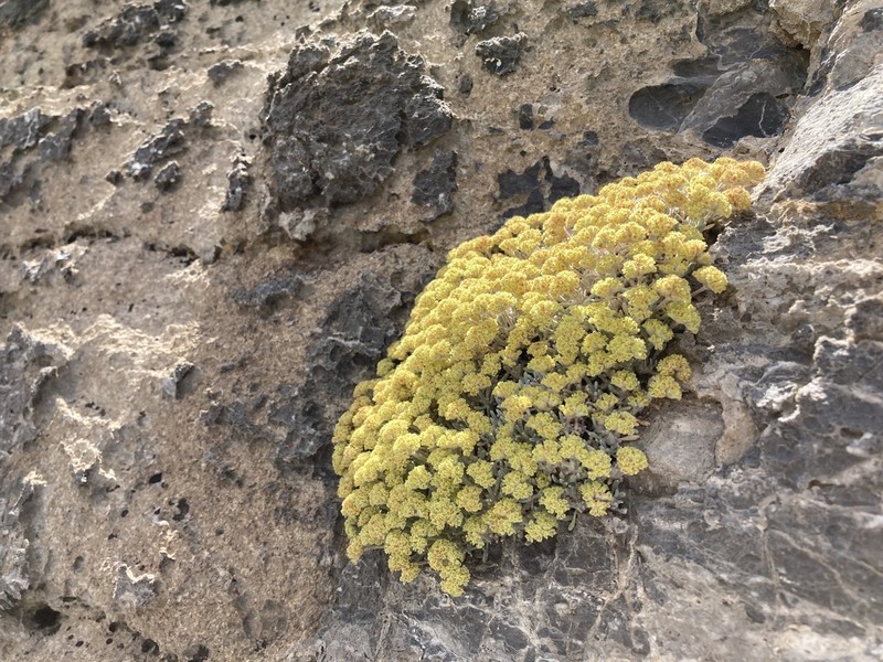 Shockley's Buckwheat photo 4