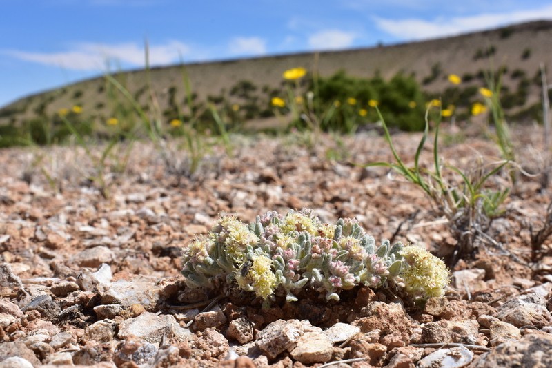 Shockley's Buckwheat photo 5