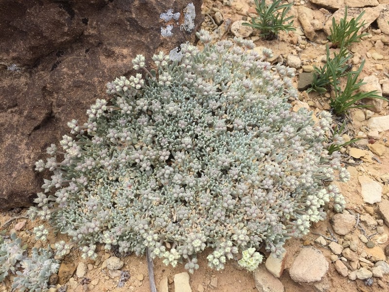 Shockley's Buckwheat photo 6