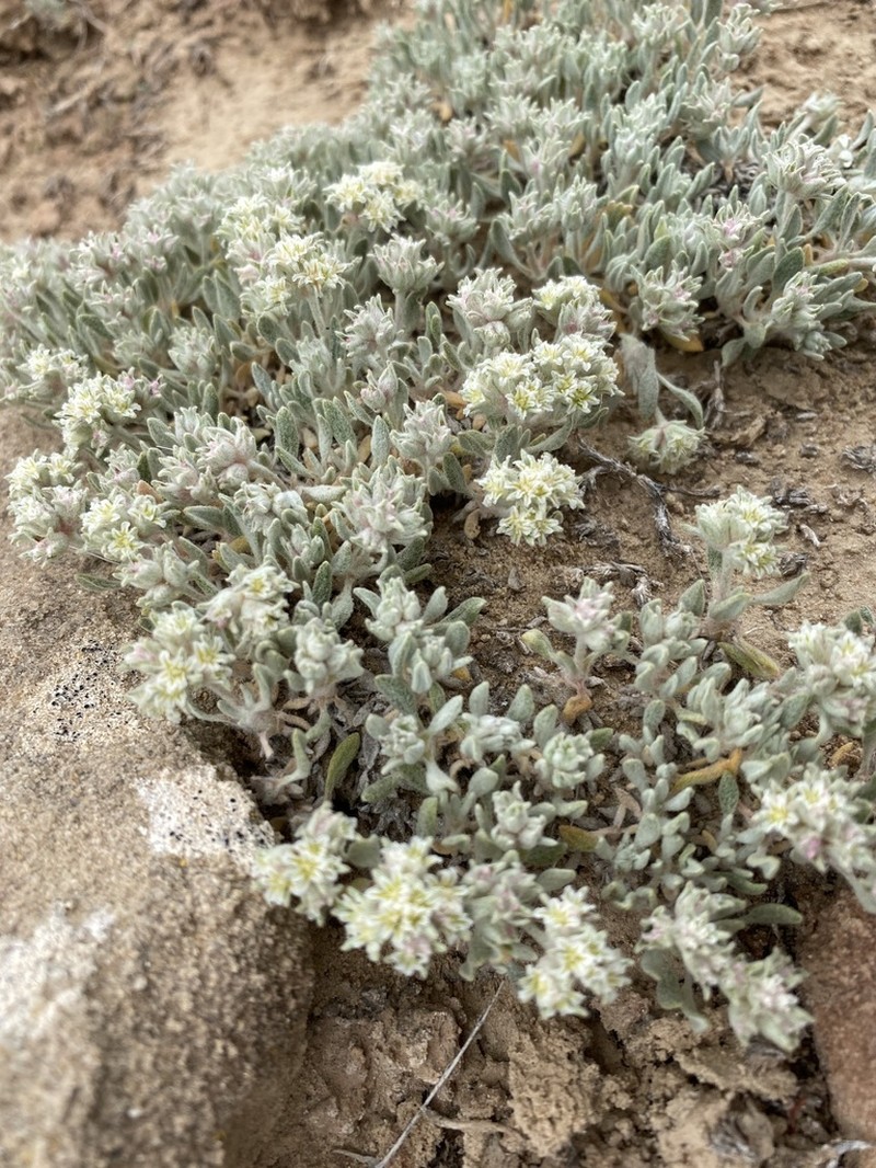 Shockley's Buckwheat photo 7