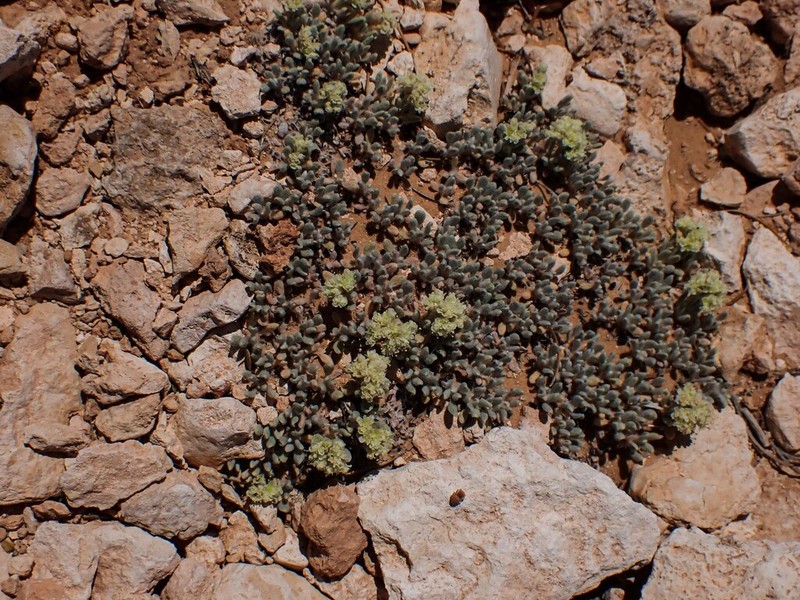 Shockley's Buckwheat photo 8
