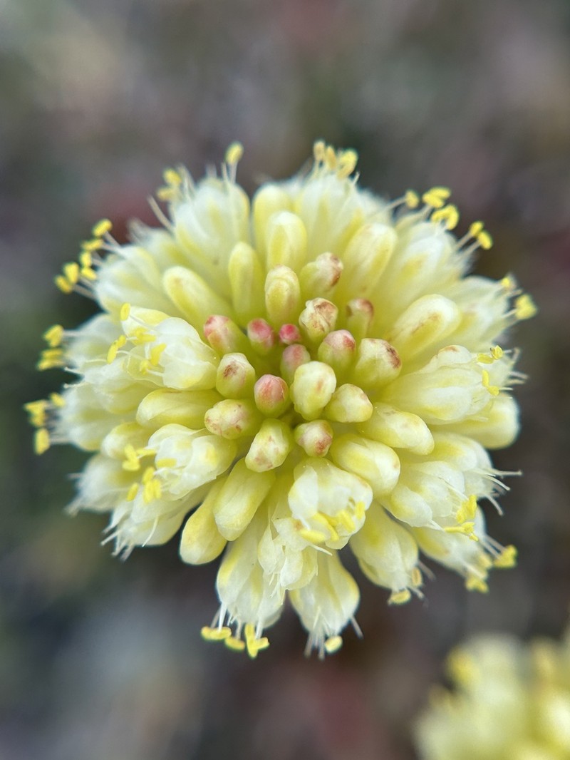 Siskiyou Buckwheat