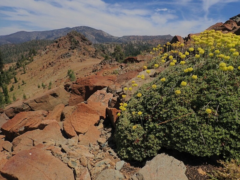 Siskiyou Buckwheat photo 2