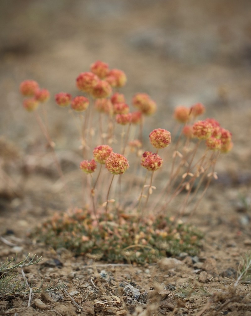 Siskiyou Buckwheat photo 3