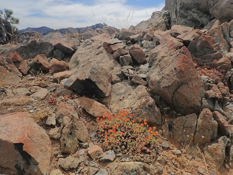 Siskiyou Buckwheat photo 4