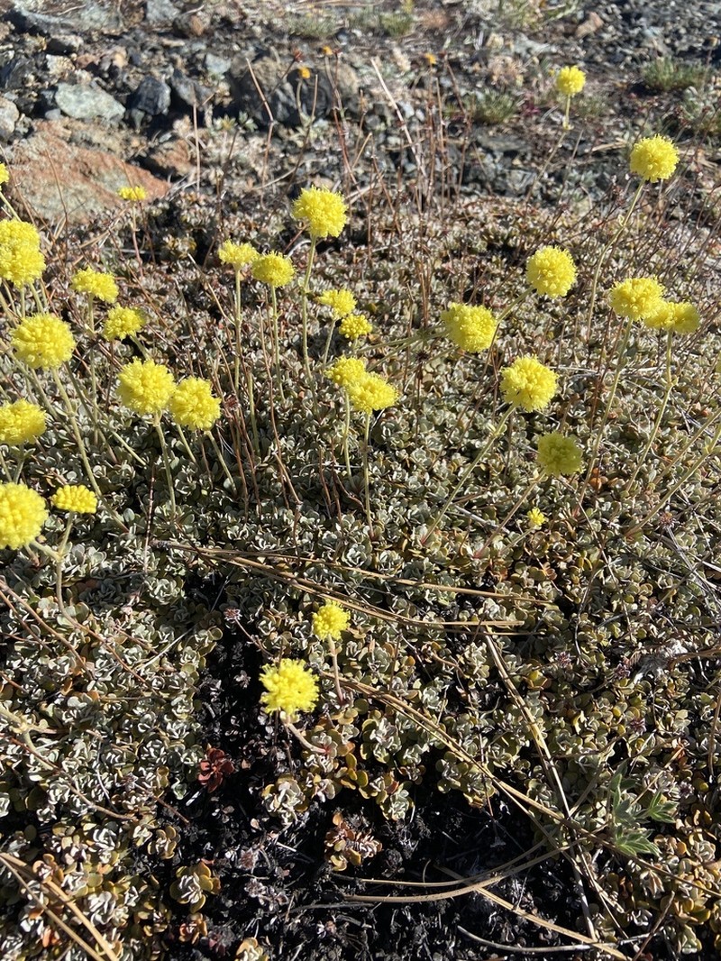 Siskiyou Buckwheat photo 5