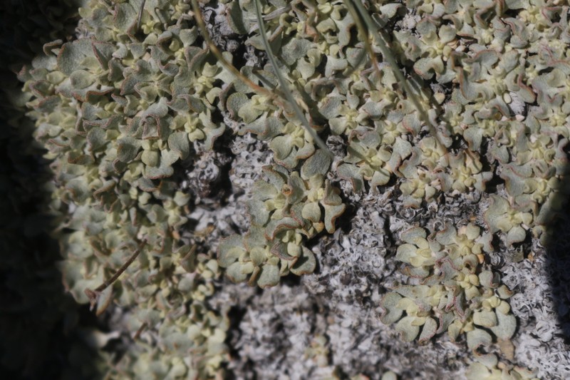 Siskiyou Buckwheat photo 6