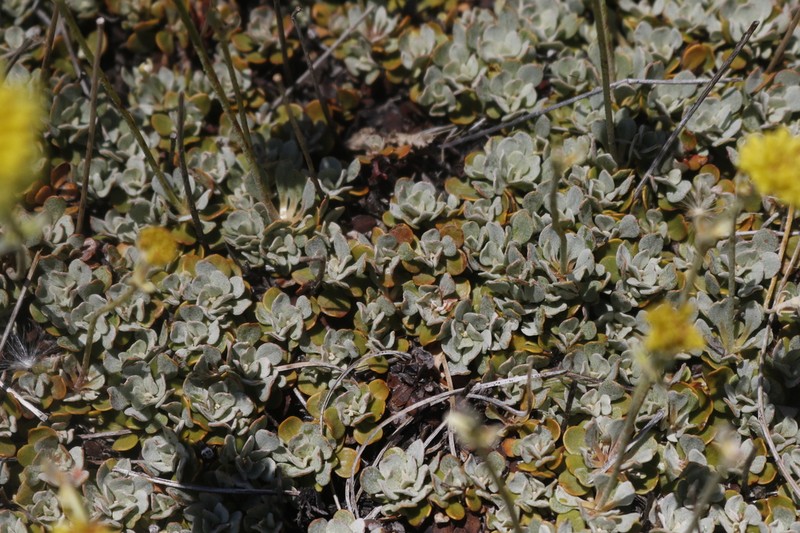 Siskiyou Buckwheat photo 7