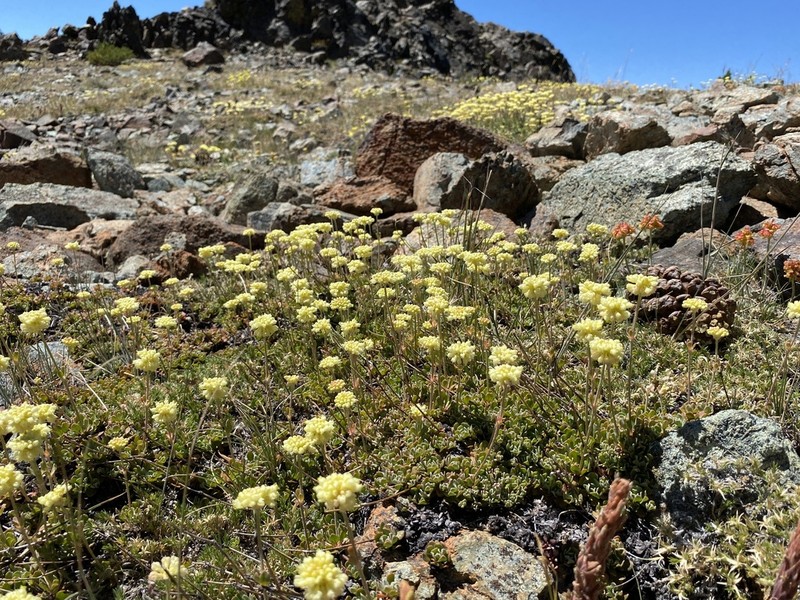 Siskiyou Buckwheat photo 8