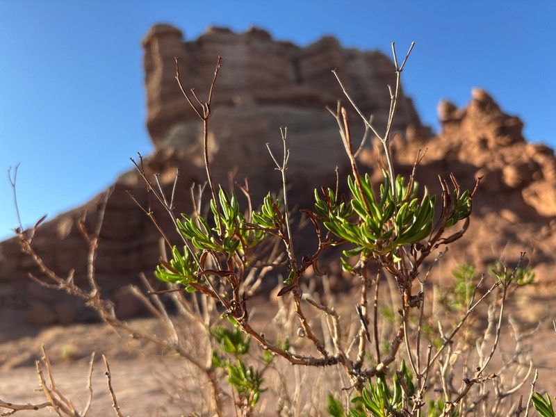 Flat-Top Buckwheat photo 2