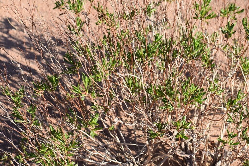 Flat-Top Buckwheat photo 3