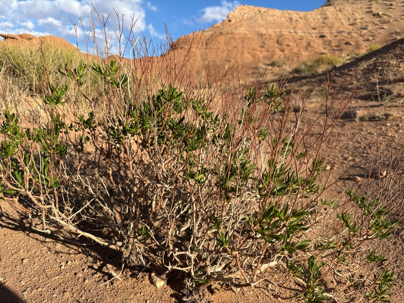 Flat-Top Buckwheat photo 4
