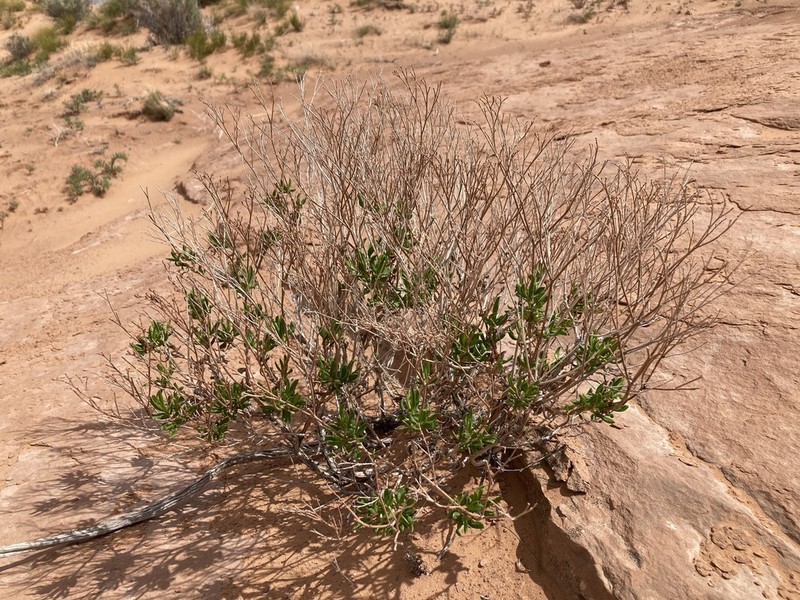Flat-Top Buckwheat photo 5