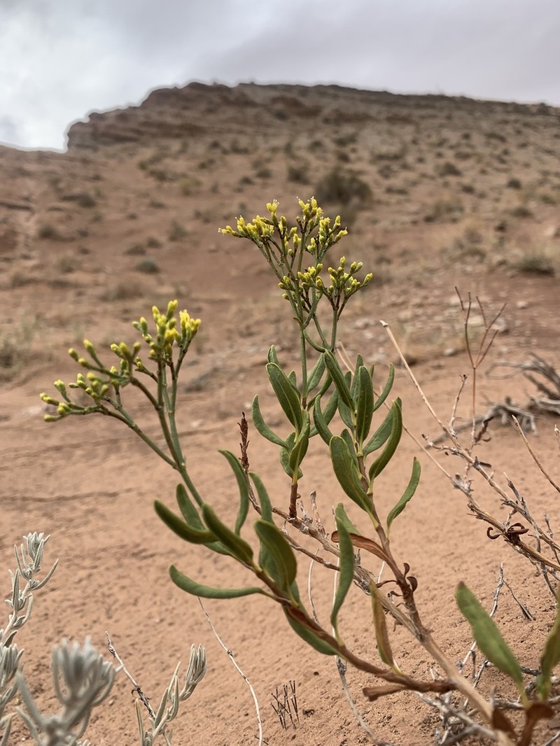 Flat-Top Buckwheat photo 6