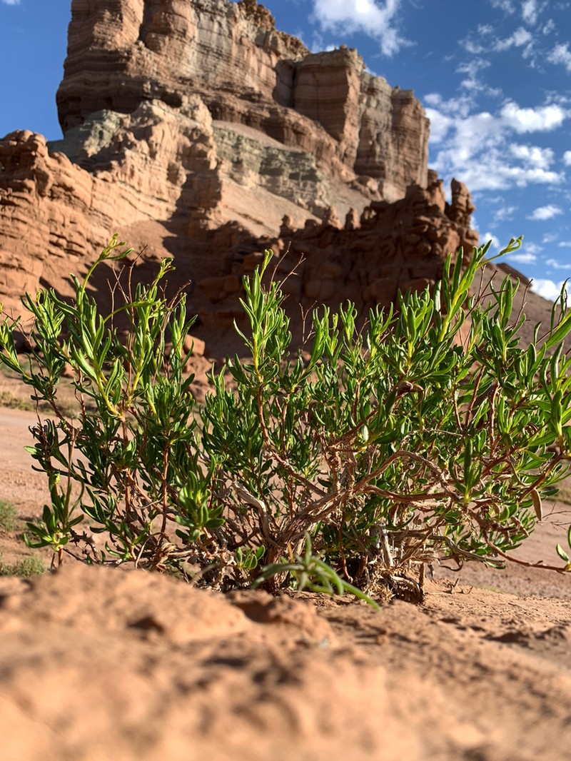 Flat-Top Buckwheat photo 7