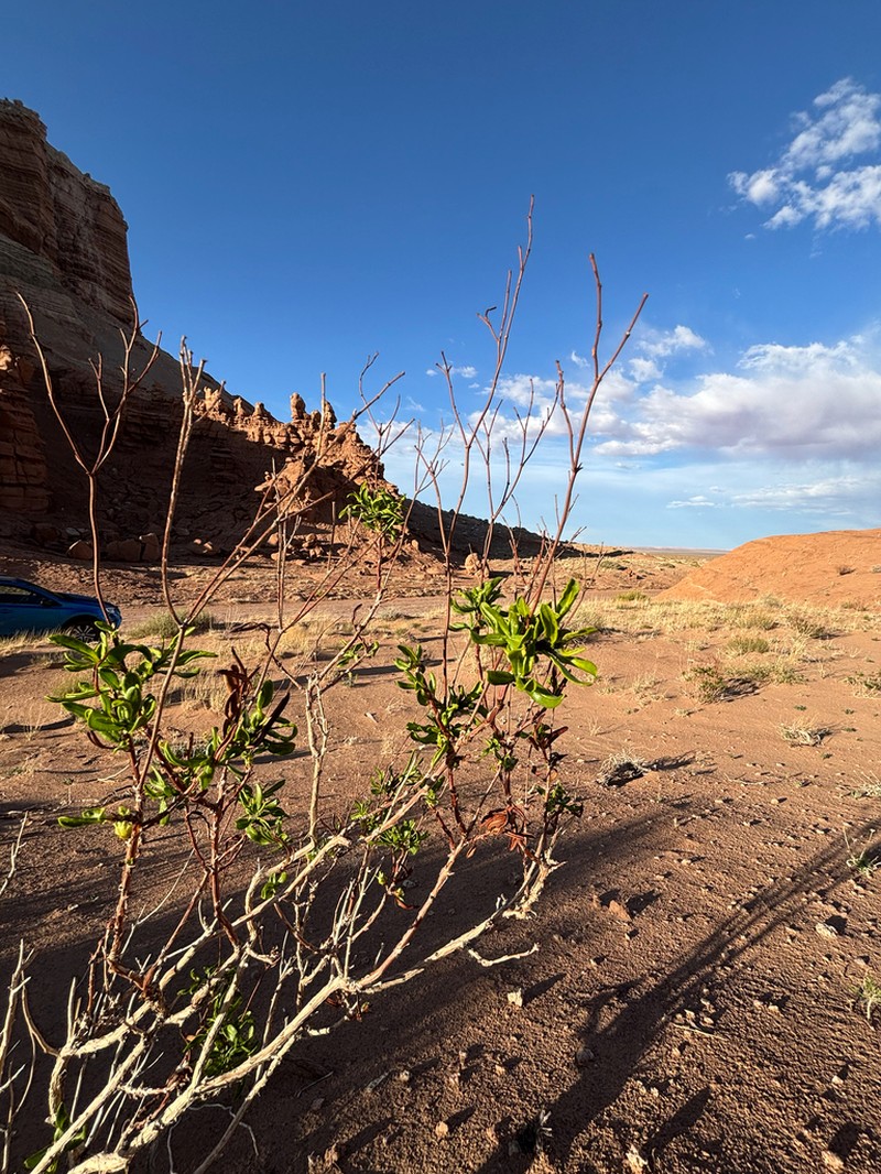 Flat-Top Buckwheat photo 8