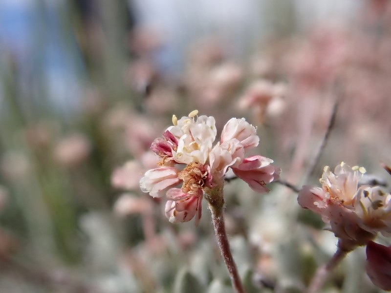 Eriogonum soliceps