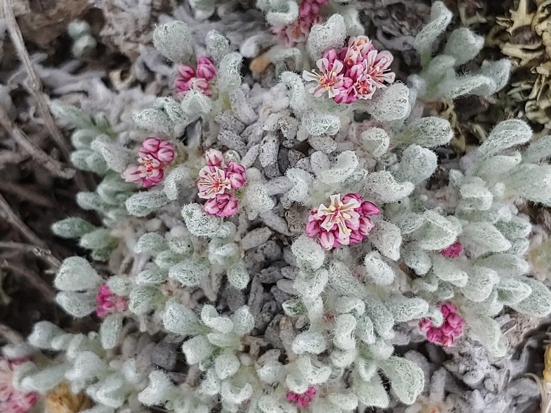 Eriogonum soliceps photo 2