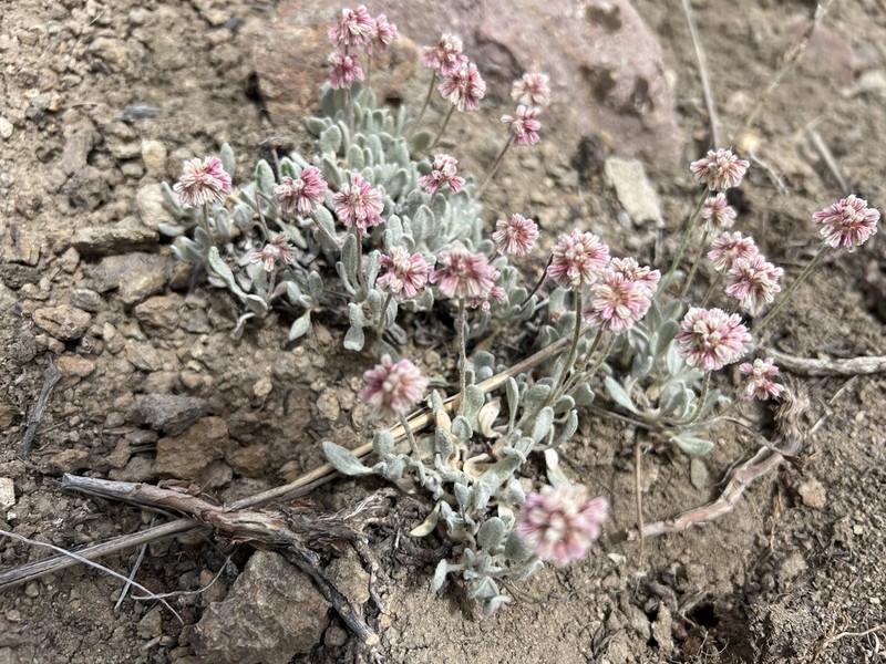 Eriogonum soliceps photo 3