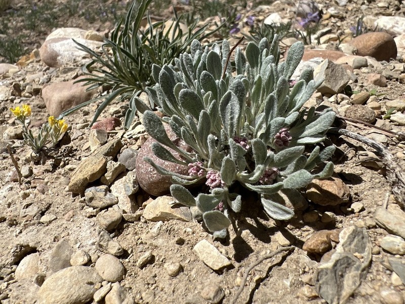 Eriogonum soliceps photo 4