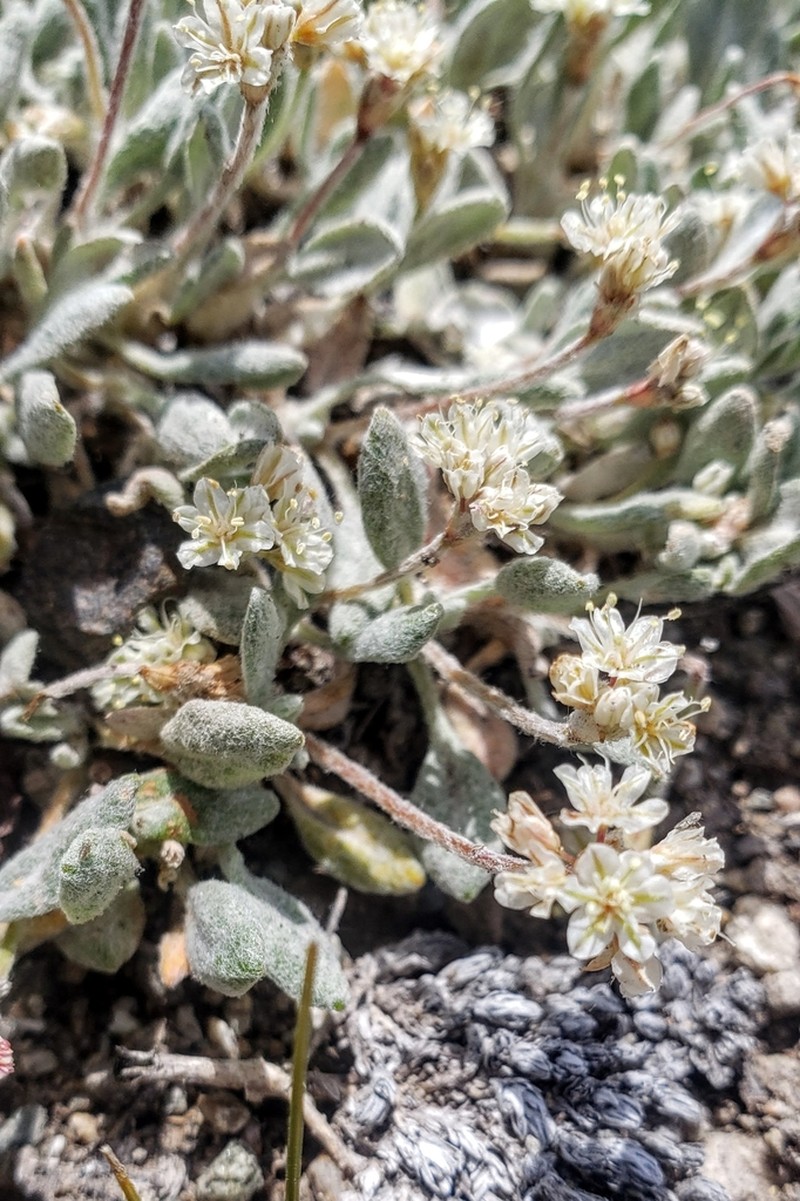 Eriogonum soliceps photo 5