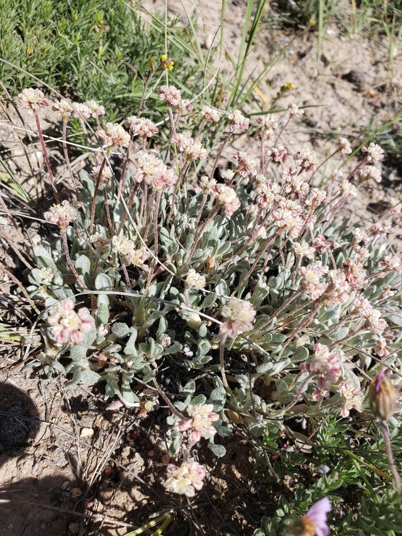 Eriogonum soliceps photo 6